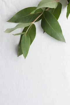 White background with eucaliptus branch Stock Photos