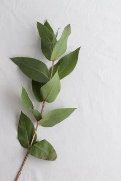 White background with eucaliptus branch Foto stock