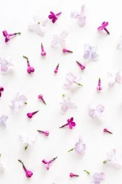 The white background filled with purple spring lilac flowers.. Flat lay. Top Stock Photos
