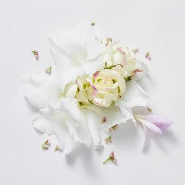 White background from flowers Stock Photos