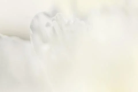 White background from flowers Stock Photos