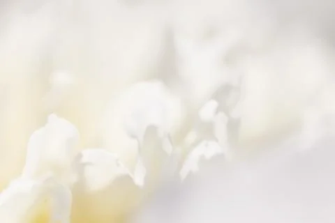 White background from flowers Stock Photos