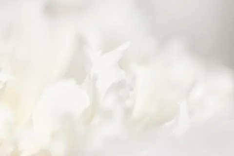 White background from flowers Stock Photos