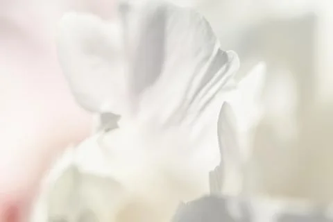 White background from flowers Stock Photos