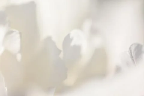 White background from flowers Stock Photos