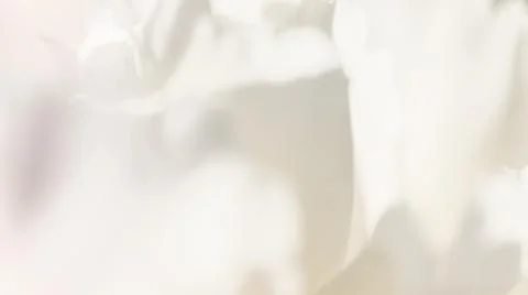 White background from flowers Stock Photos