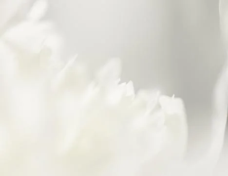 White background from flowers Stock Photos