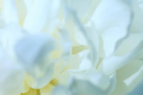 White background from flowers Stock Photos