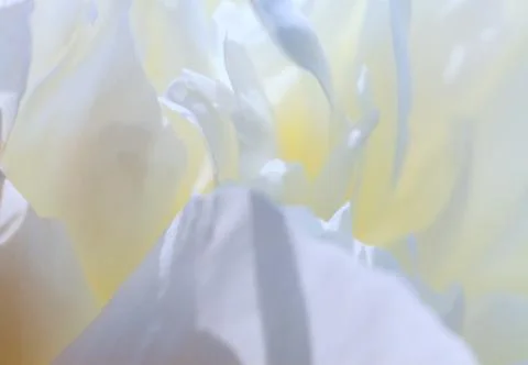 White background from flowers Stock Photos