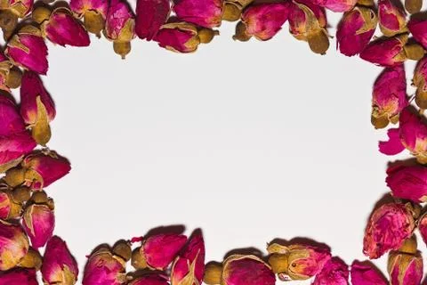 White background with frame of rose blossoms Stock Photos