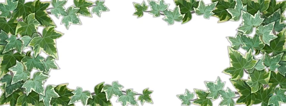 White background half covered by common ivy leaves Stock Illustration