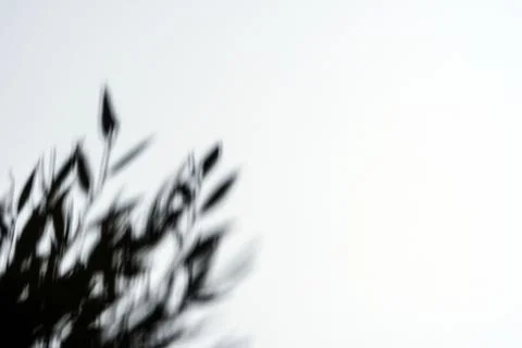 White background with a hard shadow from the foliage, the shadow of twigs Foto stock