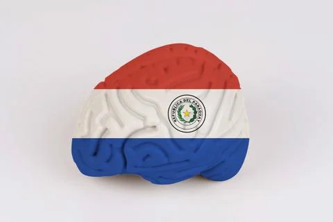 On a white background, a model of the brain with a picture of a flag - Paragu Foto stock