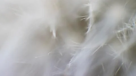 White background nature 写真素材