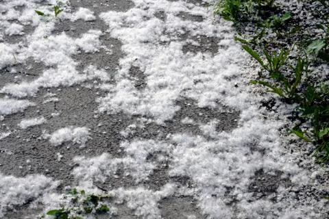 White background from poplar fluff Stock-Fotos