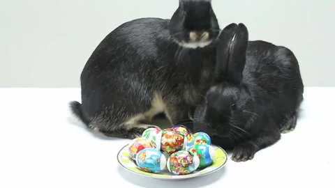 On a white background Rabbits and Easter Eggs Stock Footage 86293581