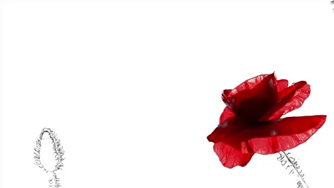 White background, red poppy. Stock Footage 97111501