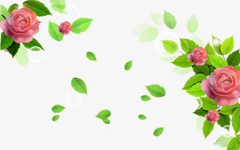White background with several large pink roses and green leaves. Stock Illustration
