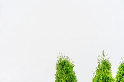 White background with several trees in the foreground Stock Photos
