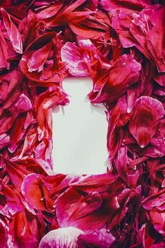 On a white background, the shape of perfume or a bottle lined with peony petals Stock Photos