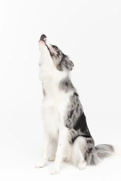 On a white background sits a thoroughbred Border Collie with a full pedigree 写真素材