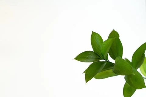White background with space for text and a green leaf branch in the corner. Stock Photos