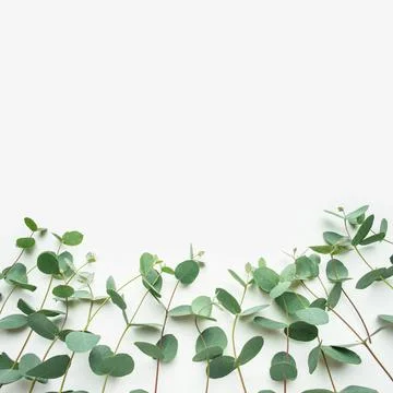 White background with sprigs of fresh eucalyptus Stock Photos