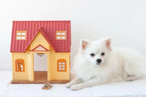 On a white background there is a small house next to a white little dog Pomer Foto stock