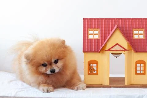 On a white background there is a small house next to a red little dog a Pomer Foto stock