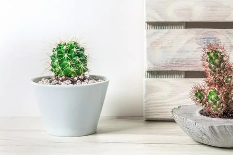 White background with two cactuses in gray concrete pots and wooden boards Stock Photos
