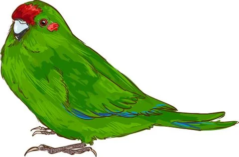 White background  vector illustration of a green parrot イラスト素材