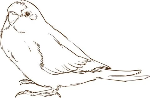 White background  vector illustration of a green parrot Stockillustratie