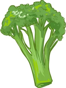 White background vector illustration of a healthy vegetable broccoli Stock Illustration