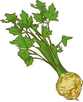 White background vector illustration of a healthy vegetable celery Stock Illustration
