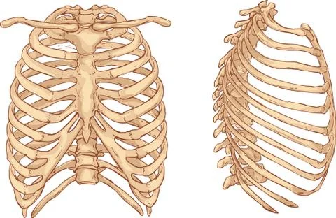 White background vector illustration of a rib cage illustration Stock Illustration