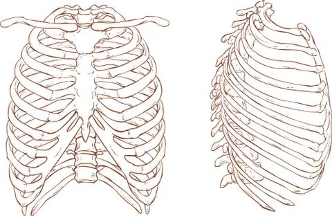 White background vector illustration of a rib cage illustration Stock Illustration