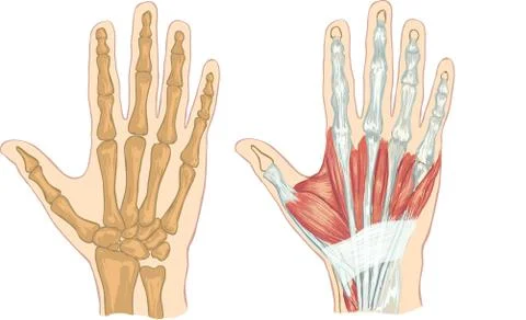 White backround Vector illustration of a  hand anatomy Stock Illustration