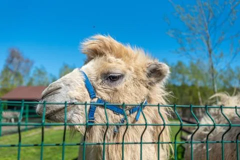 White bactrian camel close-up. Funny camel on the farm. Cute camel Foto stock