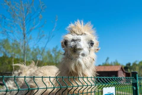 White bactrian camel close-up. Funny camel on the farm. Cute camel Stock Photos