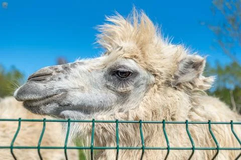 White bactrian camel close-up. Funny camel on the farm. Cute camel Stock-Fotos