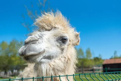 White bactrian camel close-up. Funny camel on the farm. Cute camel Stock Photos