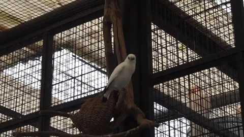 White Bali starling Stock Footage 330185607
