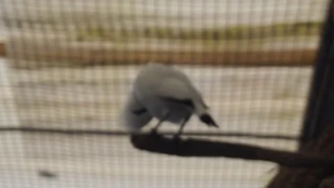 White Bali starling Stock Footage 330185676