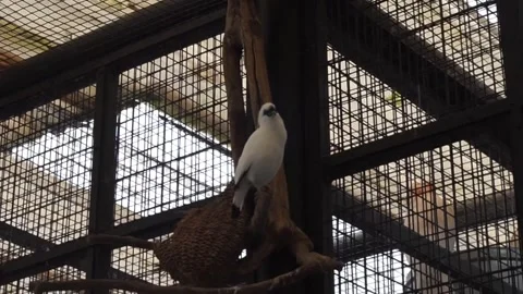 White Bali starling Video stock 330185677