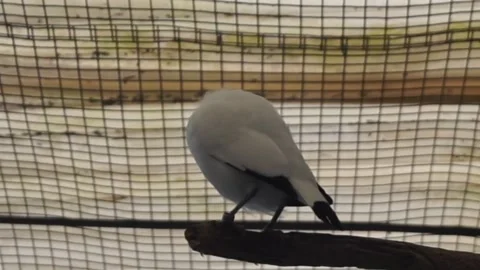 White Bali starling Video stock 330185678