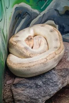 White Ball python, Python regius, also called the royal python Foto stock
