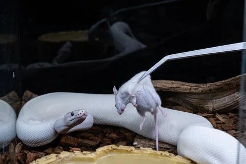 White ball python ready to attack a dead rat. Foto stock