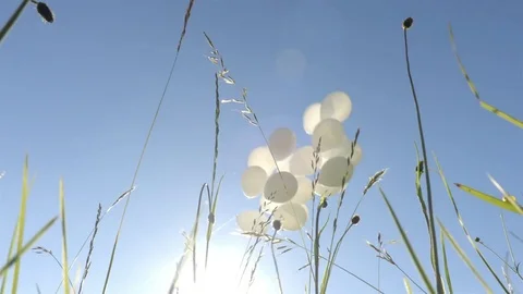 White balloons with the sky on the background Stock Footage 76871043