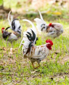 White bantam Stock Photos