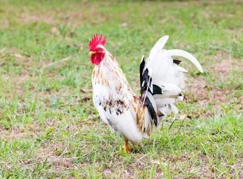 White bantam Stock Photos